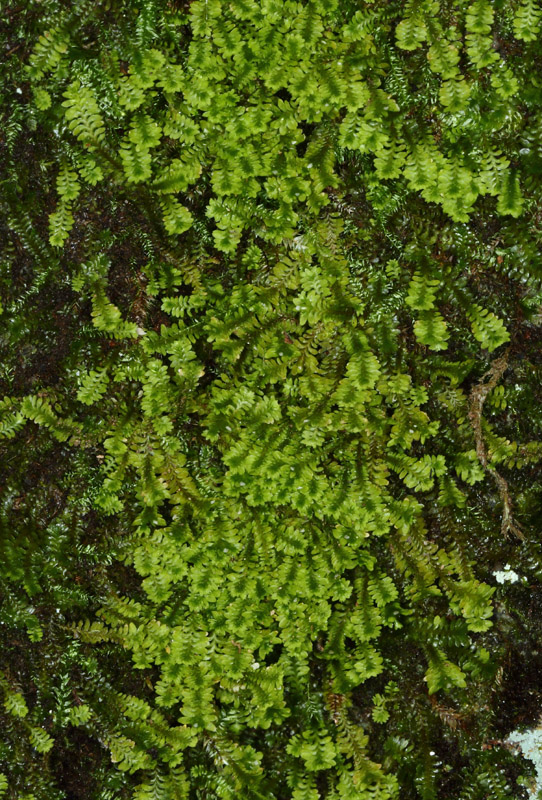 Diplophyllum taxifolium var. taxifolium